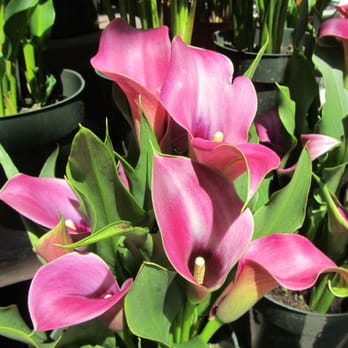 The Flower Fields - Venues & Event Spaces Near Me - Carlsbad, California