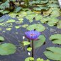 Photo of The Lily Pond