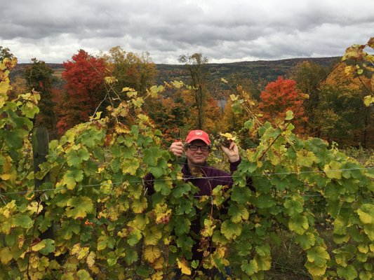 Keuka Lake Vineyards by null