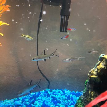 Fish Cave - Pet Stores Near Me - Jacksonville, North Carolina