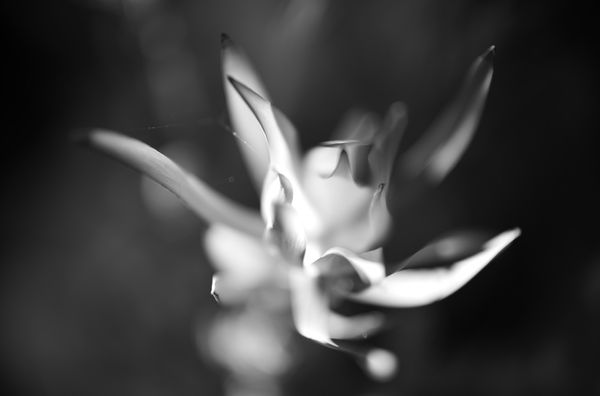 Canyon Gourmet by null