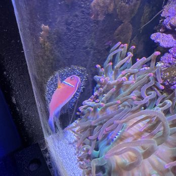Mystic Aquarium - Clown fish with eggs - Aquariums Near Me - Mystic, Connecticut Mystic Aquarium - Clown fish with eggs - Aquariums Near Me - Mystic, Connecticut