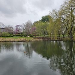 Japan House