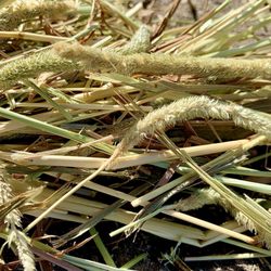Hay Nation - Timothy Hay