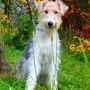 Easdale: best pet care