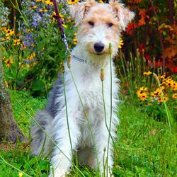 Easdale: best pet care