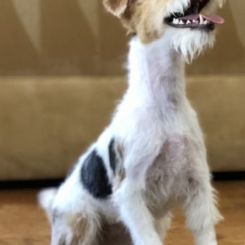Soul Doggy - Lilly loving her new look! - Pet Groomers Near Me - Scottsdale, Arizona Soul Doggy - Lilly loving her new look! - Pet Groomers Near Me - Scottsdale, Arizona