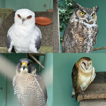 California Raptor Center - Specialty Schools Near Me - Davis, California California Raptor Center - Specialty Schools Near Me - Davis, California