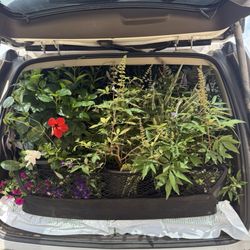 Suburban load on the sale they had