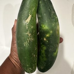 SOL Food Farmers Market - Giant cucumbers from one of the produce farmers, all the way from Marthaville,MO