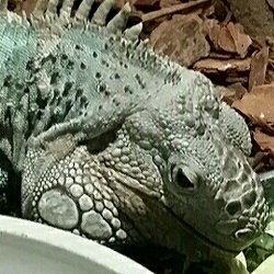 Winking Lizard - The lizard!