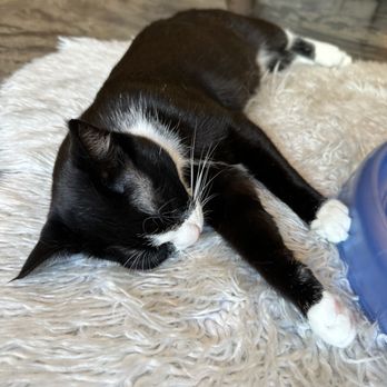 Seattle Meowtropolitan - Themed Cafes Near Me - Seattle, Washington Seattle Meowtropolitan - Themed Cafes Near Me - Seattle, Washington