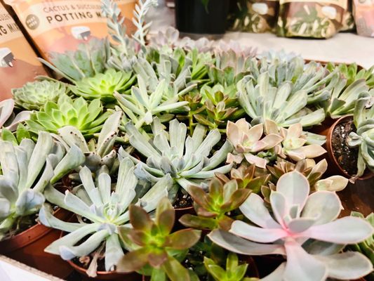 The Botanical Bar by null