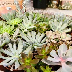 The Botanical Bar - Succulent