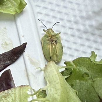 Steak Shack - Bug in salad - Steakhouses Near Me - Honolulu, Hawaii