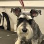 Boots & Tubbs Pet Grooming