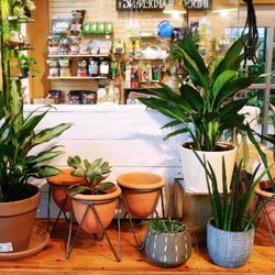 Seguin Gardens & Gifts - Houseplants and lovely planters.