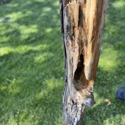 R & J Cheap Tree Service
