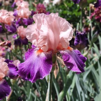 Schreiner's Iris Gardens - Shreiner's Iris Gardens - Nurseries & Gardening Near Me - Salem, Oregon Schreiner's Iris Gardens - Shreiner's Iris Gardens - Nurseries & Gardening Near Me - Salem, Oregon