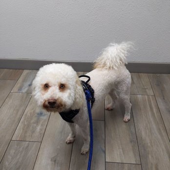 Melrose Veterinary Hospital - Marley Boy's vet visit - Veterinarians Near Me - Vista, California Melrose Veterinary Hospital - Marley Boy's vet visit - Veterinarians Near Me - Vista, California
