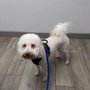 Melrose Veterinary Hospital