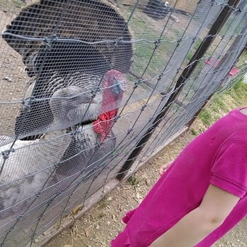 Austin Zoo - Turkeys. - Zoos Near Me - Austin, Texas