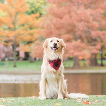 Lauren Dobish Photography - Pet Photography Near Me Lauren Dobish Photography - Pet Photography Near Me
