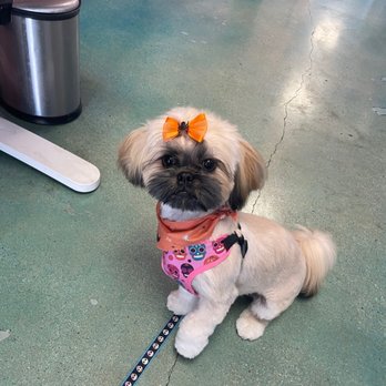 Pup Town Spaw - Pet Groomers Near Me Pup Town Spaw - Pet Groomers Near Me