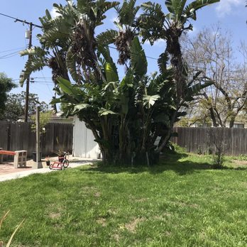 Orange County Tree Patrol - Tree Services Near Me Orange County Tree Patrol - Tree Services Near Me