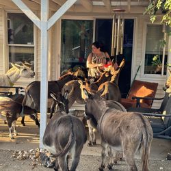 Donkeytown Turner Farms - After dinner donkey fix!