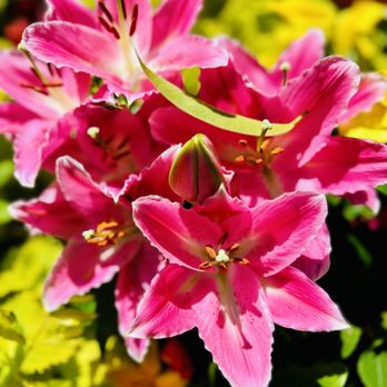 Queen Elizabeth Park - Parks Near Me - Vancouver, British Columbia