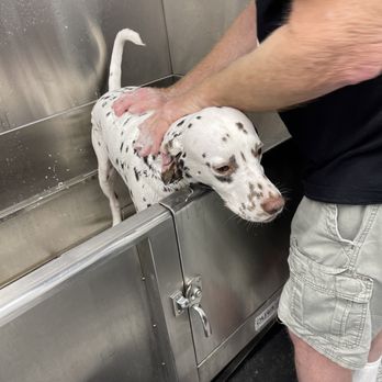 Tractor Supply - Freckles enjoying her bath! - Department Stores Near Me - Cape Coral, Florida Tractor Supply - Freckles enjoying her bath! - Department Stores Near Me - Cape Coral, Florida