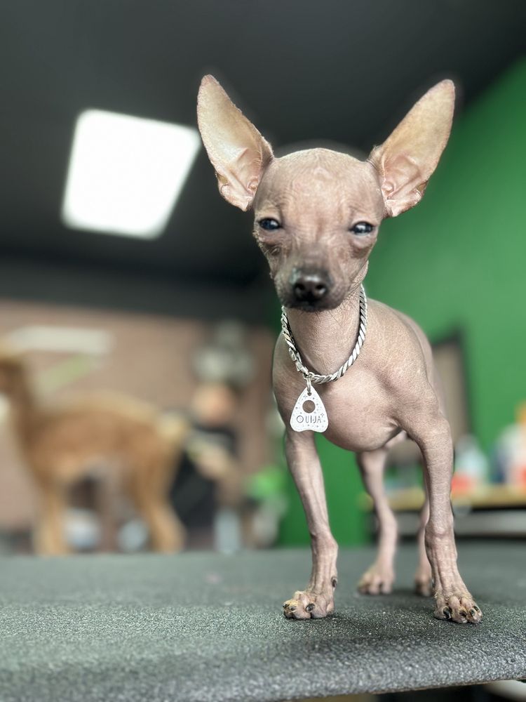 The Dog Room Grooming Boutique Image