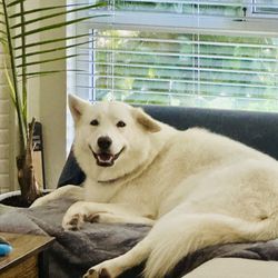 Ace Dog Training Services
