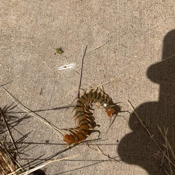 Panther Pest Control - Centipedes bite! Pest control Santa Clarita CA, Rodent control Santa Clarita CA. Photo by Panther Pest Control Santa Clarita CA 661-297-2000 - Pest Control Near Me Panther Pest Control - Centipedes bite! Pest control Santa Clarita CA, Rodent control Santa Clarita CA. Photo by Panther Pest Control Santa Clarita CA 661-297-2000 - Pest Control Near Me