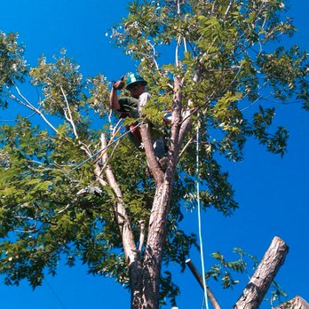 Ford Tree Service - Firewood Near Me Ford Tree Service - Firewood Near Me