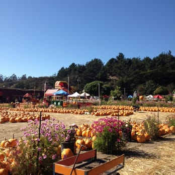 Pastorino's Flowers - Florists Near Me - Half Moon Bay, California