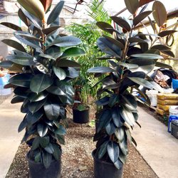 Village Gardener - Rubber leaves