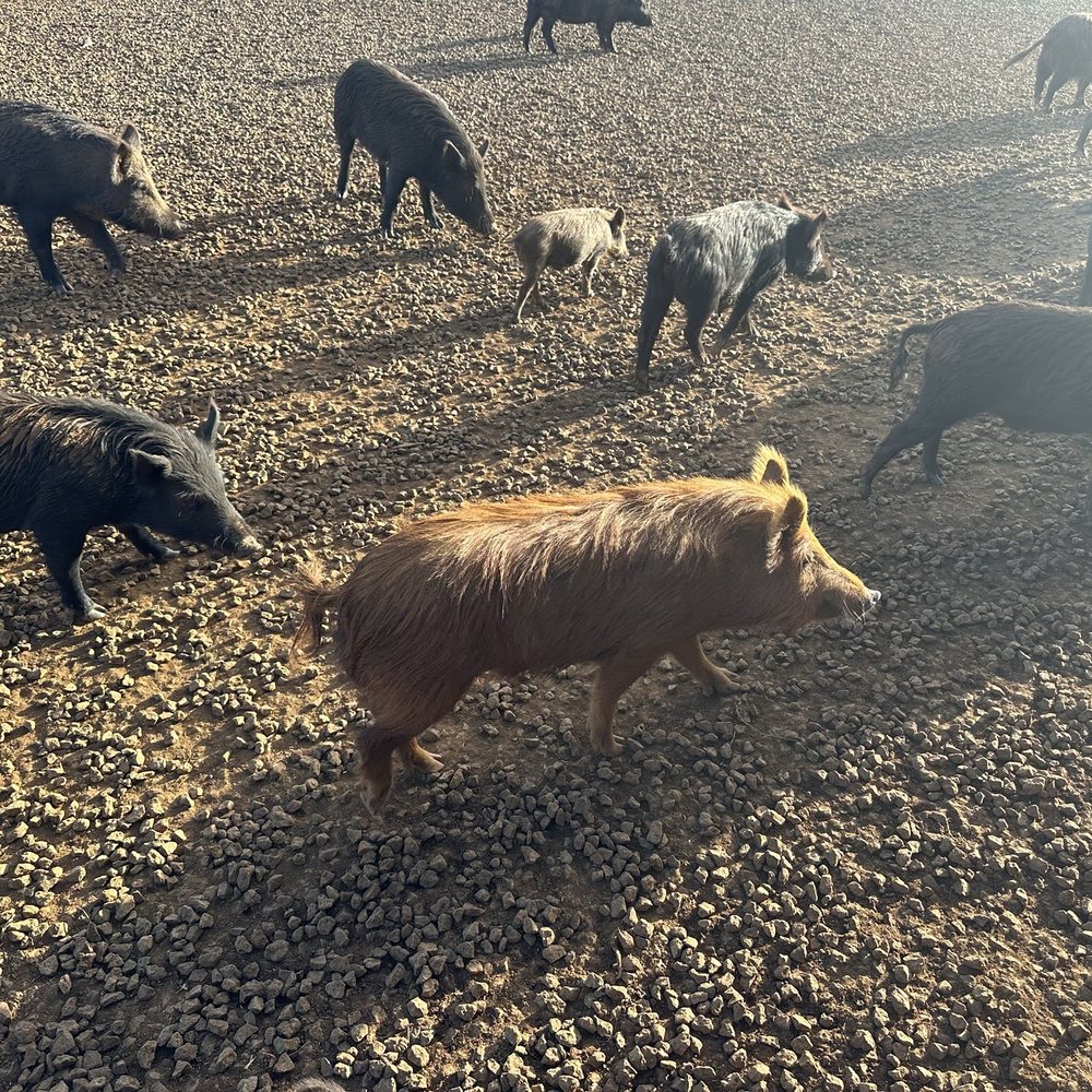 Luau Kalamaku - Pigs - Buffets Near Me - Lihue, Hawaii