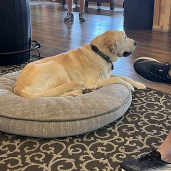 Cody Firearms Experience - This is the pup Charlie who greets you when you arrive! - Gun/Rifle Ranges Near Me - Cody, Wyoming