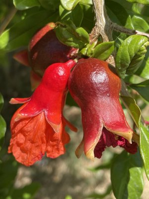 Gilcrease Orchard by null