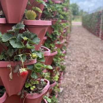 Zeezenia Farm & Sofra - Strawberries at U-pick farm -Zeezenia Farm & Sofra - Newberry, FL - Egyptian Near Me - Newberry, Florida