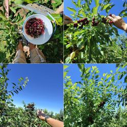 Maggiore Cherry Ranch