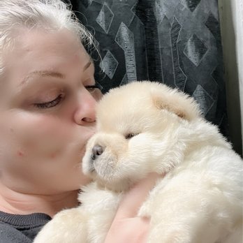 Hoku Kennels - Cream chow - Pet Breeders Near Me Hoku Kennels - Cream chow - Pet Breeders Near Me