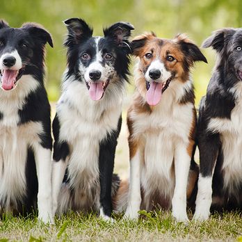 Pet Wellness Center - Veterinarians Near Me - Marion, Illinois
