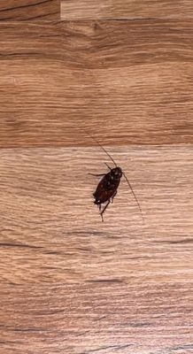 Westfield High School