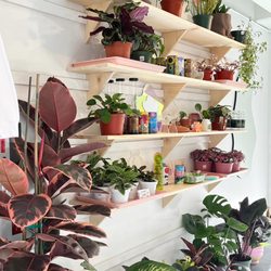Many options and new plants in stock weekly