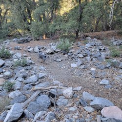 Momyer Creek Trail to San Bernardino East Peak