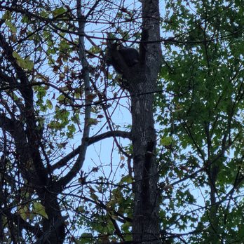 Ellicott Creek Park - A raccoon sleeping in a tree near the railroad tracks. - Parks Near Me - Tonawanda, New York Ellicott Creek Park - A raccoon sleeping in a tree near the railroad tracks. - Parks Near Me - Tonawanda, New York