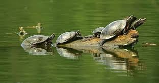 Bayou City Adventures by null